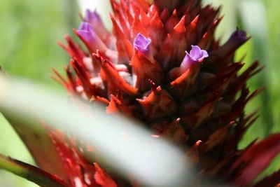 Close-up of flowers