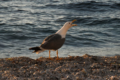 Seagull perching on rock in sea