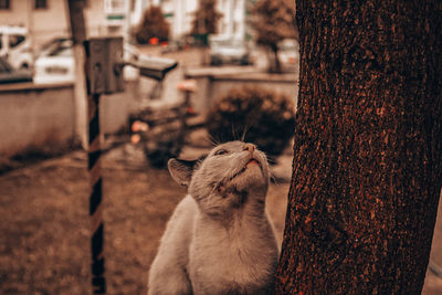 Close-up of a cat on tree trunk