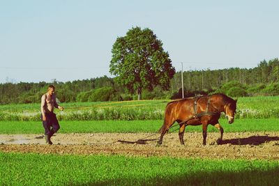 Horses grazing on grassy field