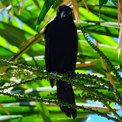 Bird perching on a branch