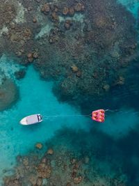 High angle view of coral in sea