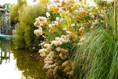 Close-up of flowering plants by lake