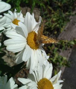 Close-up of insect on white flower