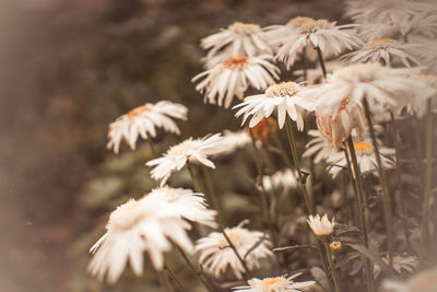 Close-up of wilted flowers on field