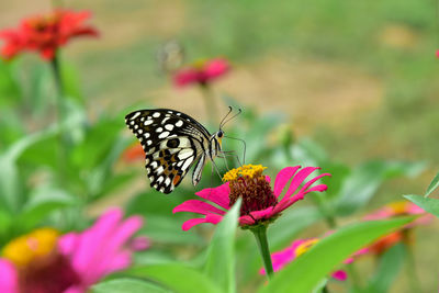 Close-up of butterfly pollinating on pink flower