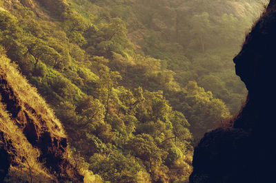 High angle view of trees in forest