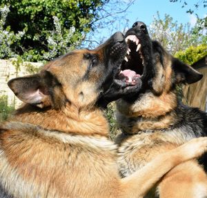 Close-up of dog yawning