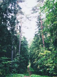 Trees in forest