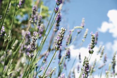 Close-up of purple flowering lavender on field