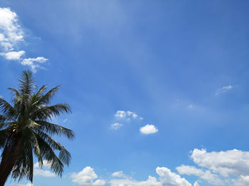 Low angle view of palm trees against blue sky