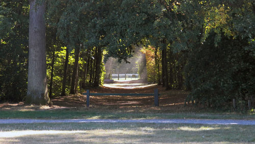 Road amidst trees in park