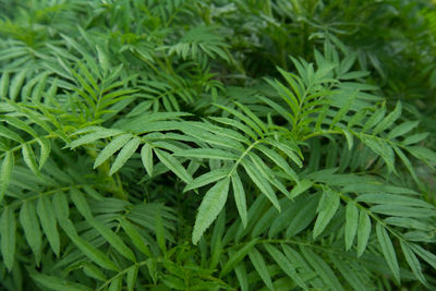 Full frame shot of green leaves