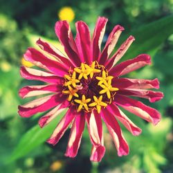 Close-up of red flower