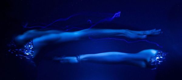 Fish swimming in sea