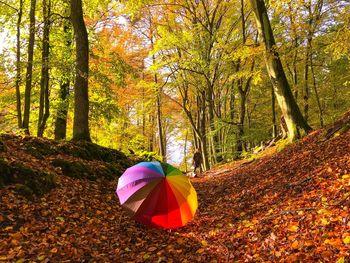 Multi colored umbrella in forest during autumn