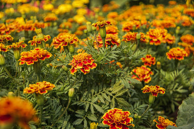 Close-up of orange flowers