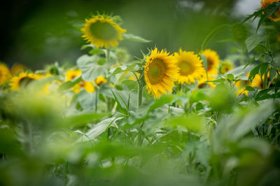 Close-up of yellow flowering plant on field