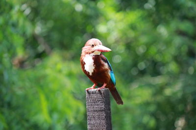 Close-up of bird perching outdoors