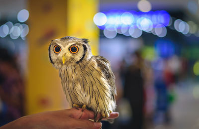 Cropped hand holding owl at night