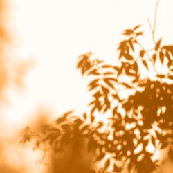 Close-up of yellow leaves against sky during sunset