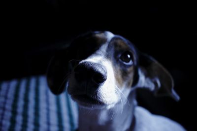 Close-up portrait of a dog