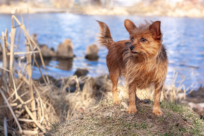 Funny yorkshire terrier stands on a knoll against the backdrop of water and looks away.
