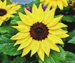 Close-up of yellow flower blooming outdoors