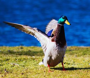 Bird flying over a field