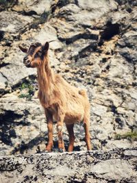 Low angle view of kid goat standing on rock