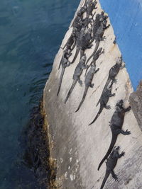 High angle view of crab in sea