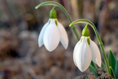 Close-up of white flowering plant