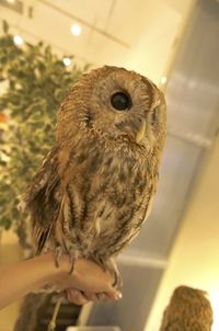 Close-up of bird perching