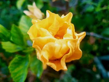 Close-up of flower