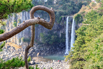 Scenic view of waterfall in forest