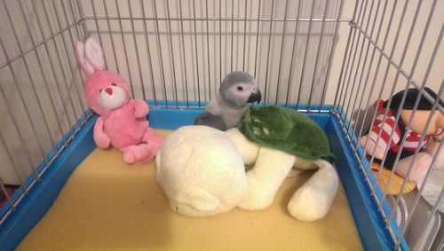 High angle view of stuffed toy in cage