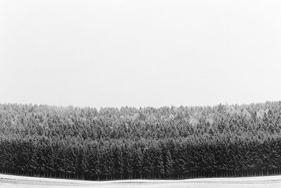 Close up of tall grass