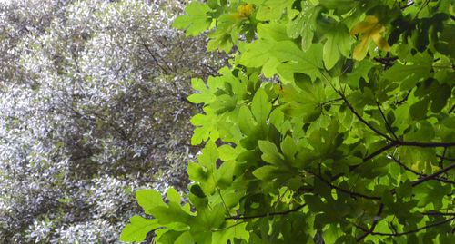 Close-up of fresh white flowering plant