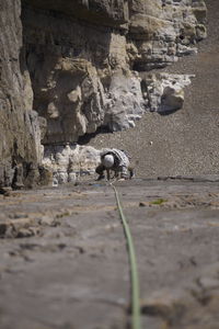 Surface level of horse on rock