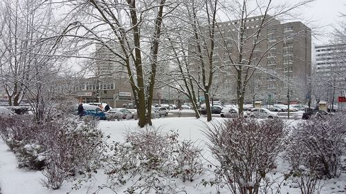 Snow covered bare trees in winter