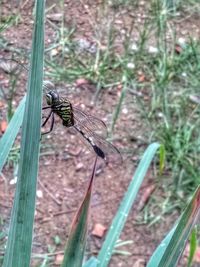 High angle view of insect on land