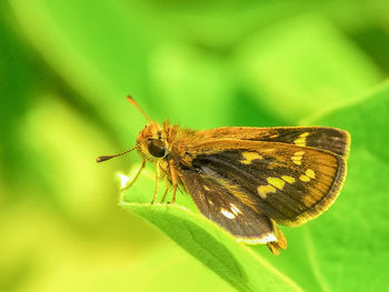 Close-up of insect on leaf