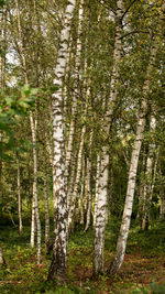 View of trees in forest