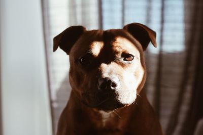 Close-up portrait of pit bull terrier