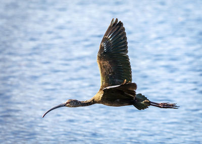White-faced ibis in flight with blue water in the background
