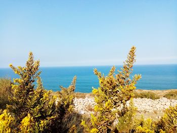 Plants growing on beach against clear sky
