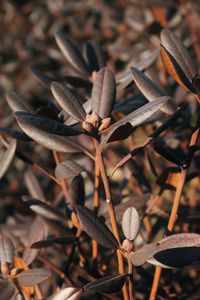 Close-up of dry plant on field