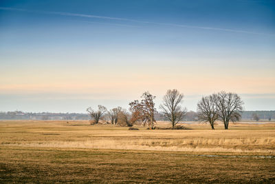 Bare trees on field against sky