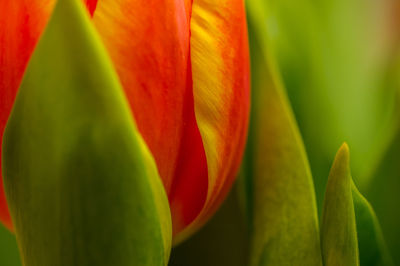 Close-up of red flowering plant