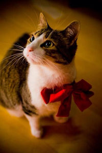 Close-up portrait of cat